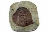 Paleocene Fossil Leaf (Davidia) - Montana #356537-1
